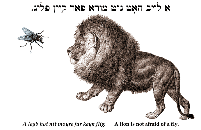 Yiddish: A lion is not afraid of a fly.