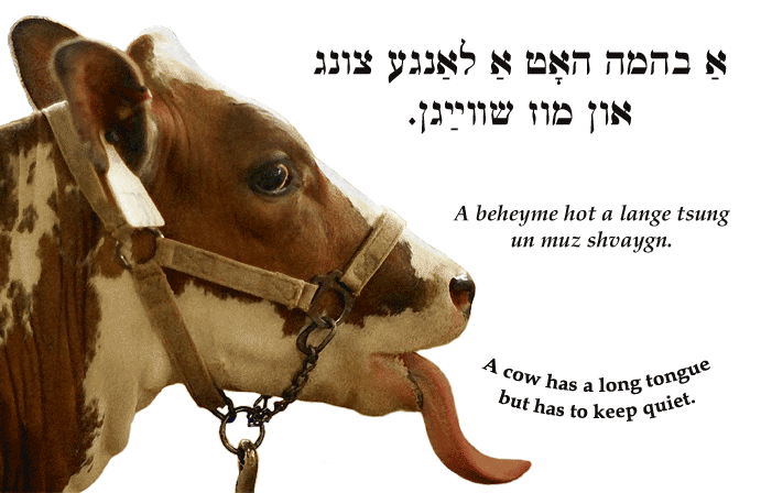 Yiddish: A cow has a long tongue but has to keep quiet.