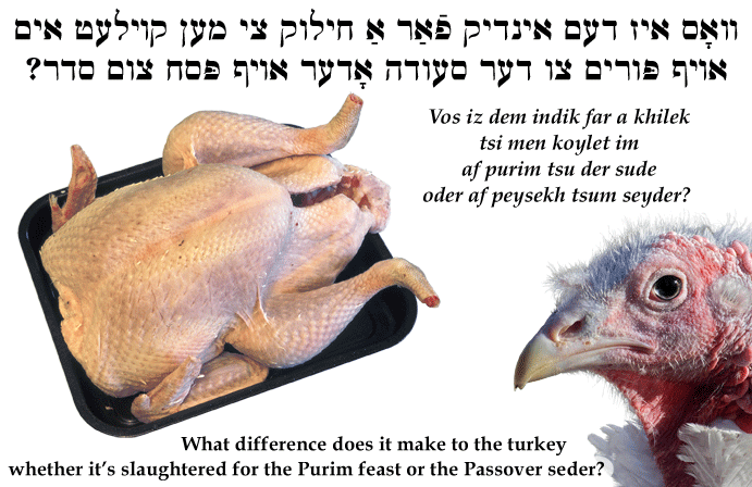 Yiddish: What difference does it make to the turkey whether it's slaughtered for the Purim feast or the Passover seder?